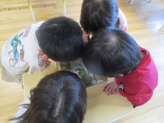 あおむし観察🌟　※虫の写真があります
